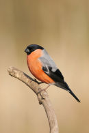 07-6020 Male Bullfinch (Pyrrhula pyrrhula) Hetton Bogs North East England